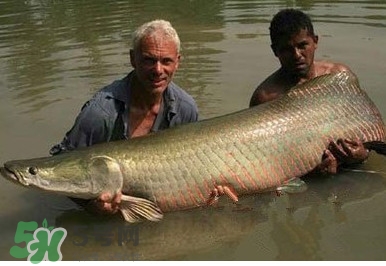 黃唇魚(yú)魚(yú)鰾真的那么神？黃唇魚(yú)魚(yú)鰾真實(shí)藥用價(jià)值