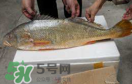 孕婦能吃金錢鱉嗎？懷孕期間能不能吃金錢鱉？