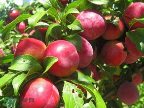 ?油桃是發(fā)物嗎？?油桃是不是發(fā)物？