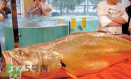孕婦能吃金錢鱉嗎？懷孕期間能不能吃金錢鱉？