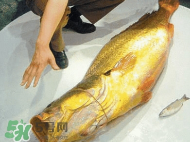 金錢鳘是什么？金錢鳘怎么讀？