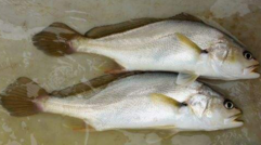小孩能吃黃唇魚嗎？小孩吃黃唇魚好嗎？