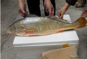小孩能吃黃唇魚嗎？小孩吃黃唇魚好嗎？
