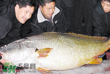 寶寶能吃金錢鳘嗎？金錢鳘寶寶吃了好嗎？