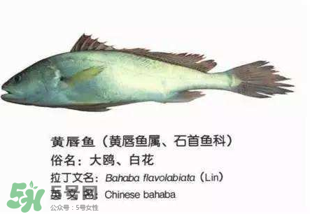 寶寶能吃金錢鳘嗎？金錢鳘寶寶吃了好嗎？
