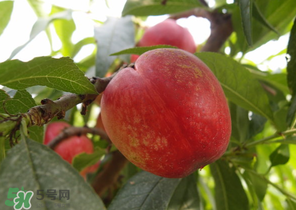 油桃和牛奶能一起吃嗎？喝完牛奶能吃油桃嗎？