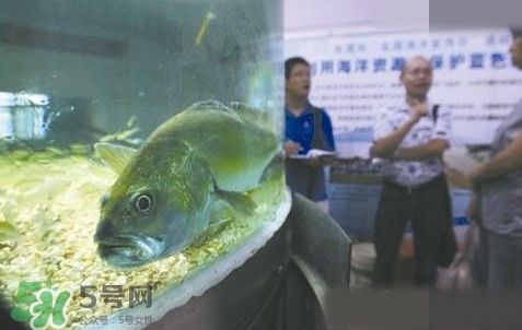 金錢鳘是哪里原產(chǎn)的？金錢鳘的產(chǎn)地在哪里