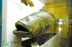 黃唇魚(yú)魚(yú)鰾真的那么神？黃唇魚(yú)魚(yú)鰾真實(shí)藥用價(jià)值