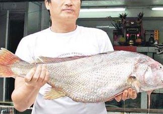 黃唇魚鰾是魚肚嗎？黃唇魚鰾是魚泡嗎