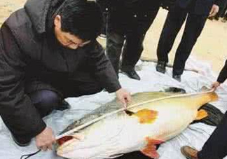 黃唇魚魚鰾真的那么神？黃唇魚魚鰾真實(shí)藥用價值