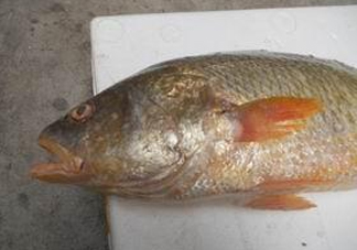黃唇魚魚鰾能救命？黃唇魚魚鰾可以救命？