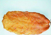  黃唇魚魚鰾怎么吃？ 黃唇魚魚鰾如何吃？