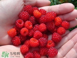 覆盆子是野草莓嗎？覆盆子是桑椹嗎？