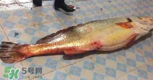 金錢鳘是什么？金錢鳘怎么讀？