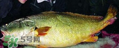 金錢(qián)鳘魚(yú)膠一斤多少錢(qián)？金錢(qián)鳘魚(yú)膠價(jià)格