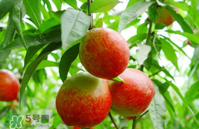 油桃可以榨汁嗎？油桃怎么榨汁？