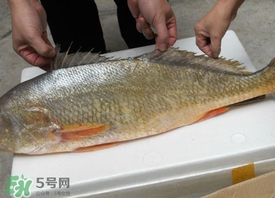 金錢鳘可以人工養(yǎng)殖嗎？黃唇魚為什么難養(yǎng)殖
