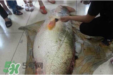 黃唇魚為什么貴？黃唇魚有什么藥用價(jià)值？