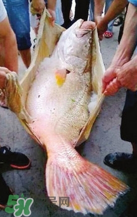 黃唇魚怎么養(yǎng)殖？黃唇魚養(yǎng)殖環(huán)境