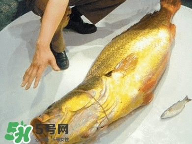 金錢鳘為什么那么貴？金錢鳘為什么能賣那么貴