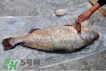 黃唇魚是不是黃花魚？黃唇魚和黃花魚的區(qū)別
