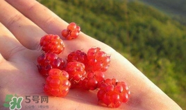 山莓怎么洗？山莓怎么吃