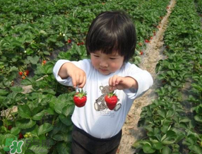 5月份能摘草莓嗎？五月份還有草莓摘嗎？
