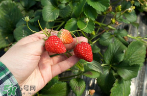5月份能摘草莓嗎？五月份還有草莓摘嗎？