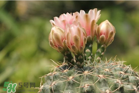 五月份種什么花？5月份適合種什么花？