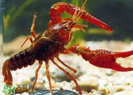 什么時(shí)候釣龍蝦最好？龍蝦幾月份能釣？
