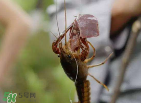 什么時(shí)候釣龍蝦最好？龍蝦幾月份能釣？
