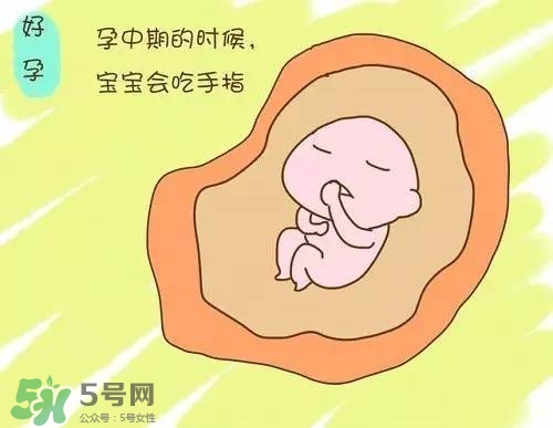 胎兒在媽媽肚子里都會干啥？胎兒的神奇世界