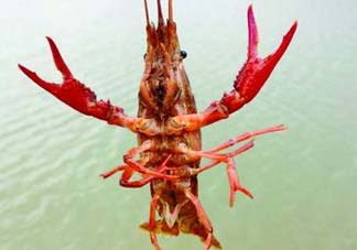 什么時候釣龍蝦最好？龍蝦幾月份能釣？