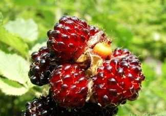野草莓是覆盆子嗎？覆盆子是否叫蔓越莓