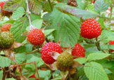 野草莓就是覆盆子嗎？覆盆子和野草莓的區(qū)別