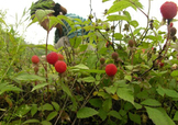 野草莓能吃嗎？野草莓圖片