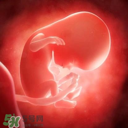 胎兒在媽媽肚子里都會干啥？胎兒的神奇世界