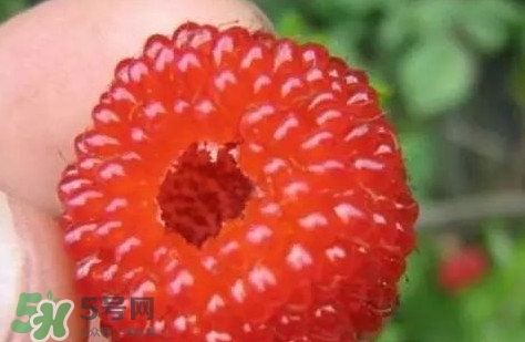 覆盆子孕婦能吃嗎？孕婦能不能吃覆盆子