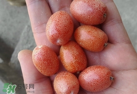 羊奶果可以連皮吃嗎？羊奶果的皮可以吃嗎