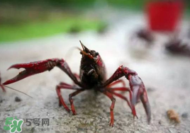 小龍蝦什么時(shí)候最好釣？什么時(shí)候可以釣小龍蝦？