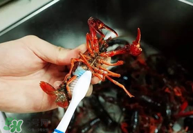 野生小龍蝦什么時候有？野生小龍蝦幾月份有？