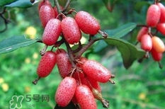 羊奶果怎么吃？羊奶果怎么種