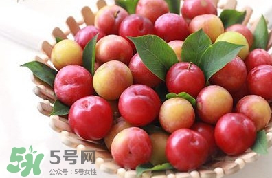 三華李種植幾年可掛果？三華李什么時(shí)候種植