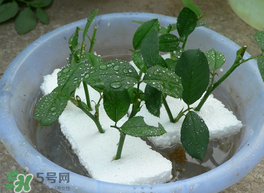 月季花什么時候插最好活？月季花怎么扦插成活率高？