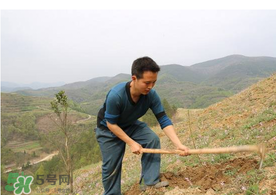 五月份能種樹嗎？五月份種樹能活嗎？