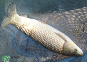 5月份怎么釣草魚？五月份怎么釣草魚？