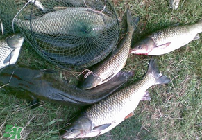5月份怎么釣草魚？五月份怎么釣草魚？