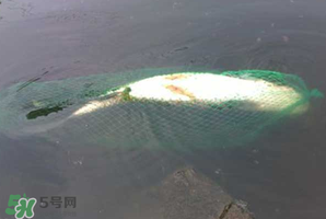 5月份怎么釣草魚？五月份怎么釣草魚？