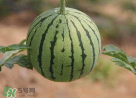 五月份可以種西瓜嗎？五月份怎么種西瓜？