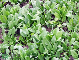 ?五月份能種菠菜嗎？5月份可以種菠菜嗎？